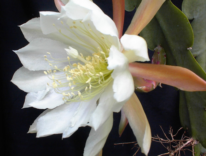 How to care for Crenate orchid cactus - Complete Plant Care Guide |  PlantSnap - Plantsnap - Identify Plants, Trees, Mushrooms With An App