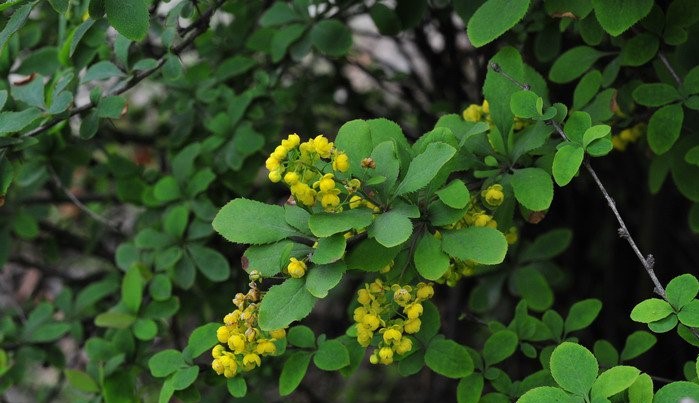Coburg barberry