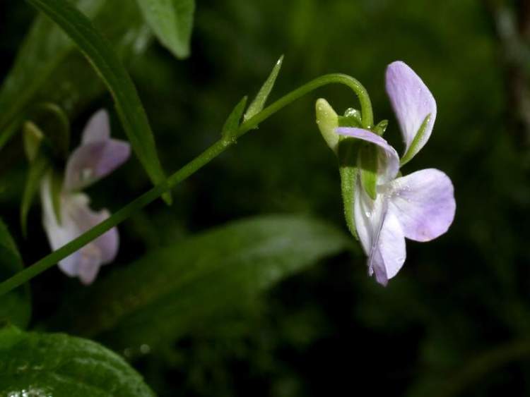 Jordan's violet
