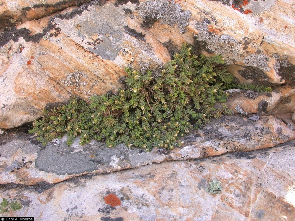 Spiny greasebush