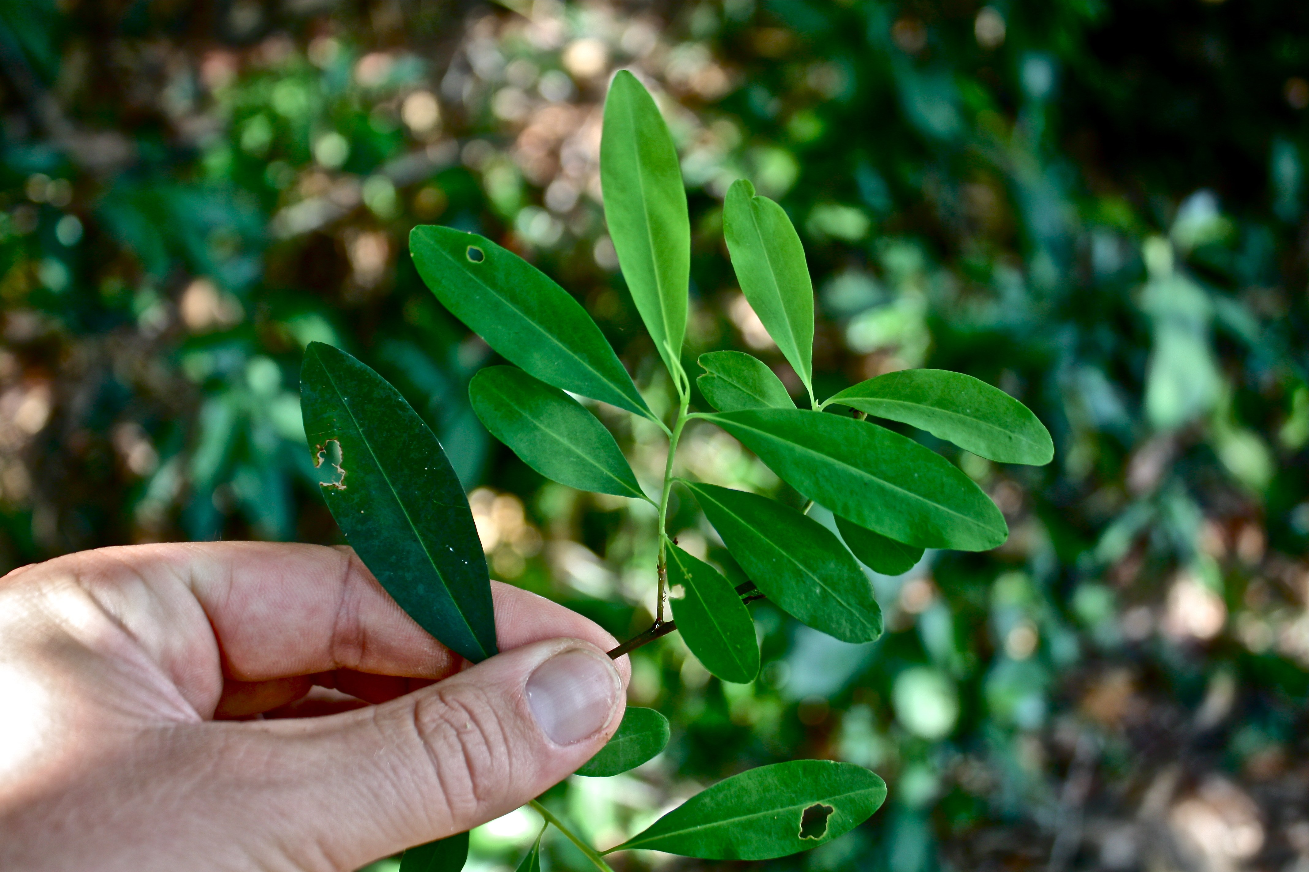 Mann's erythroxylum