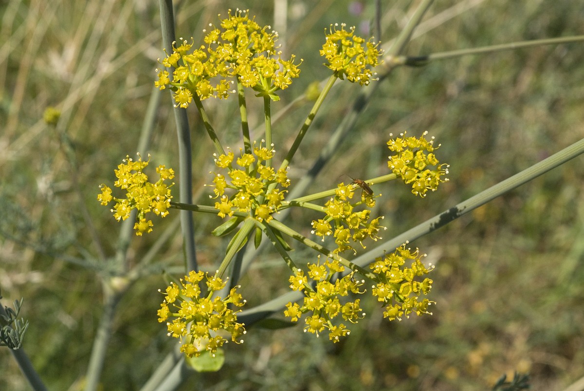 How to care for Giant fennel - Complete Plant Care Guide | PlantSnap ...