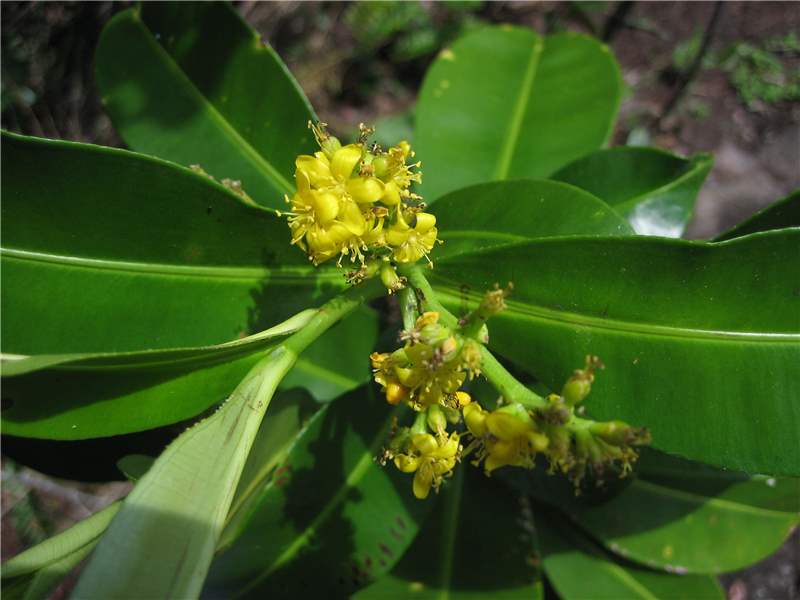 Colombian roucheria