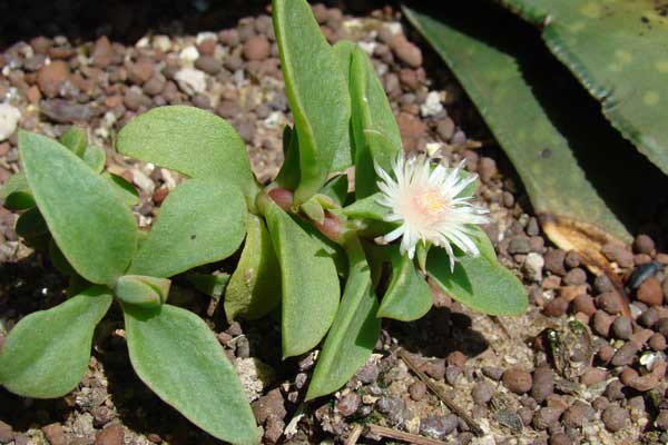 How to care for Ice plant - Complete Plant Care Guide | PlantSnap
