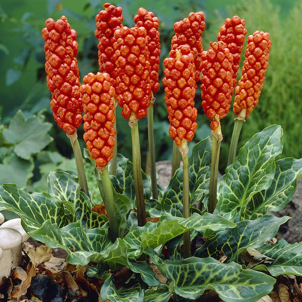 Italian arum