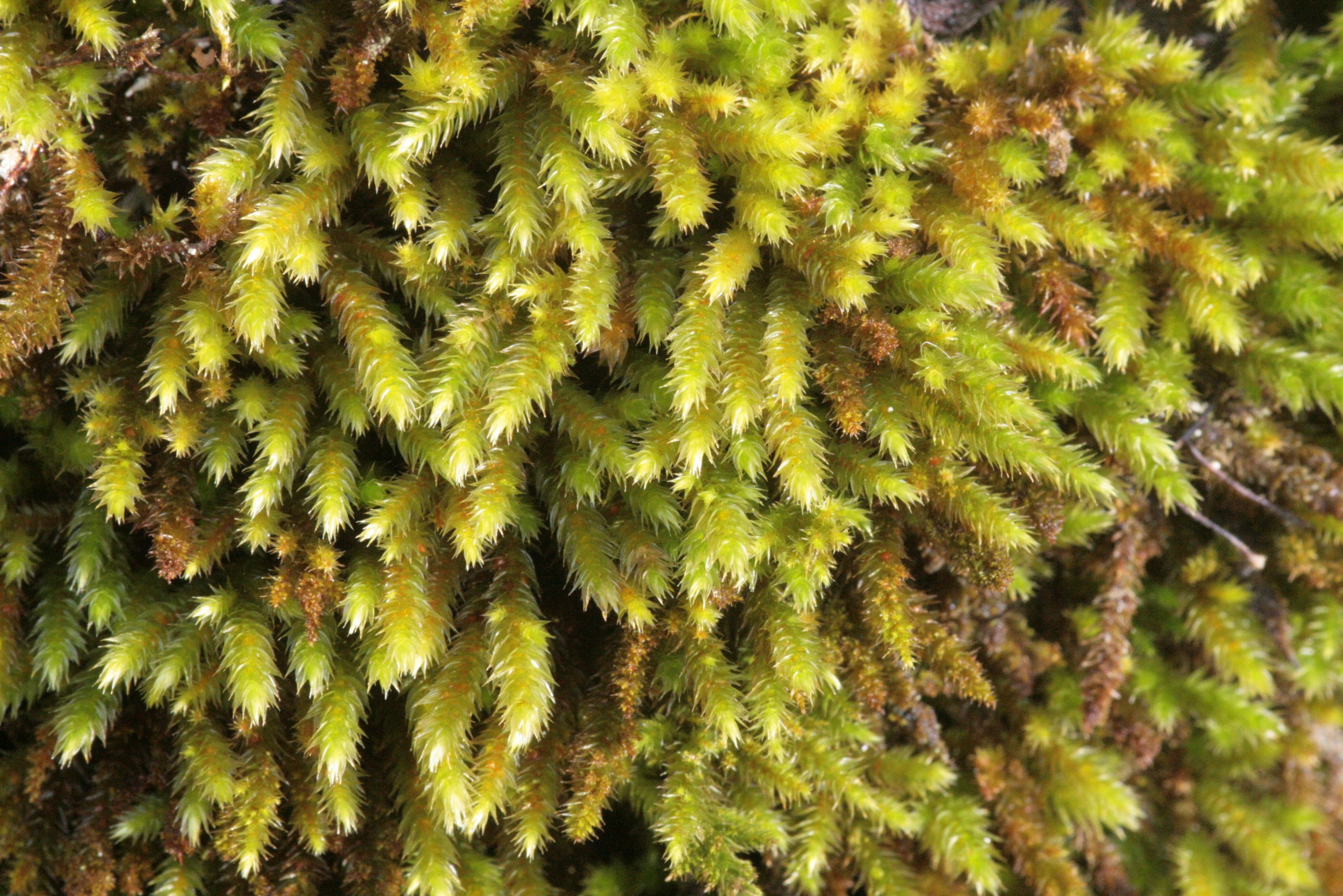 Mossy stonecrop