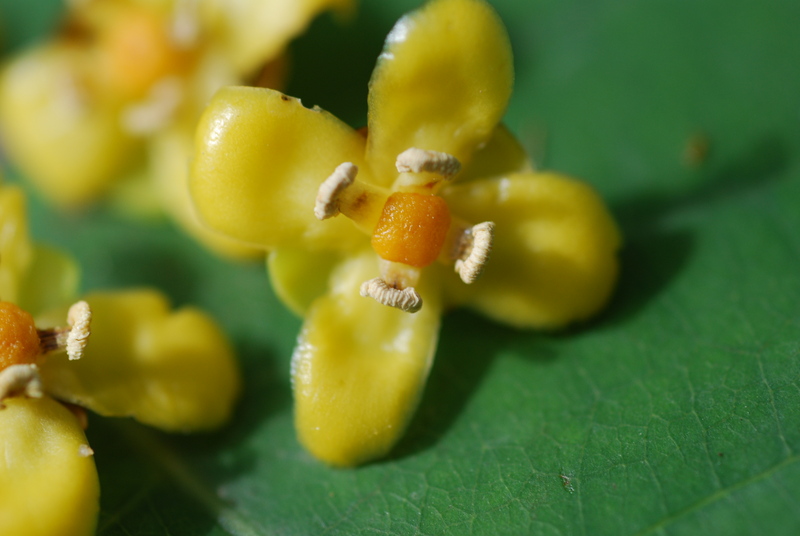 Bitter garcinia