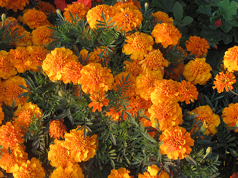 Signet marigold