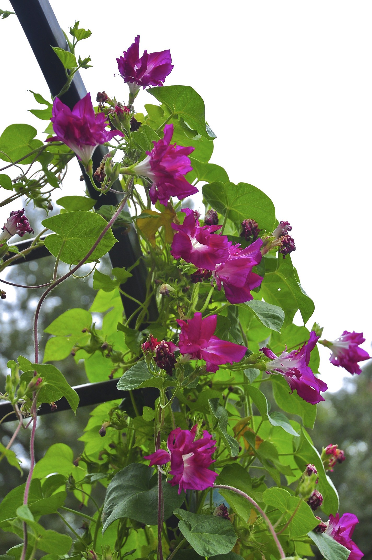 How to care for Morning glory - Complete Plant Care Guide | PlantSnap ...