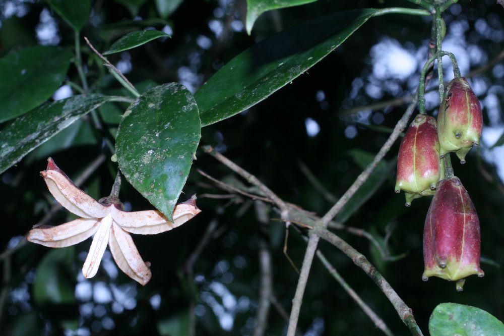 Small-leaf clusia