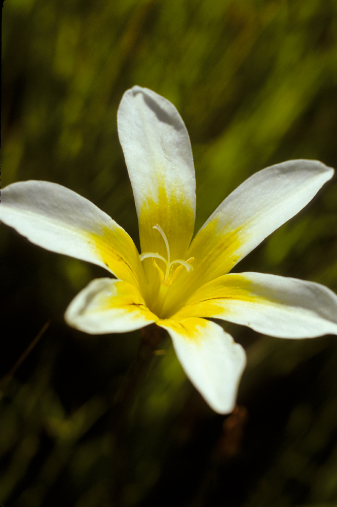 Harlequin flower