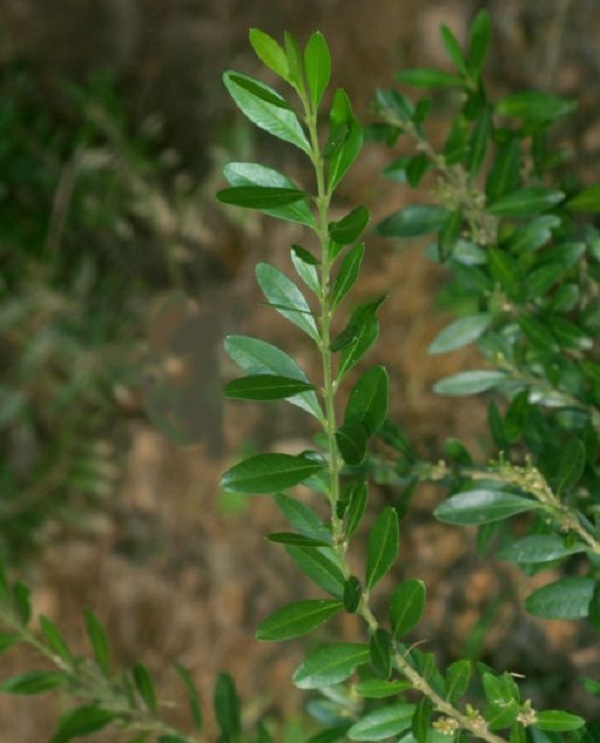 Yunnan boxwood