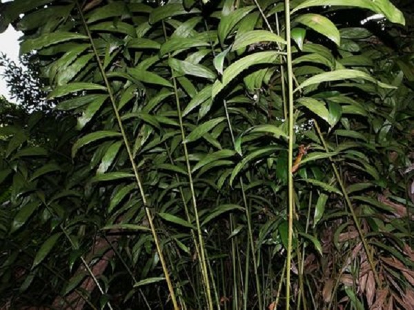 Red salak (Salacca affinis) - Plant photograph