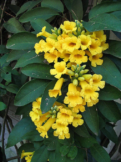 Yellow trumpet vine