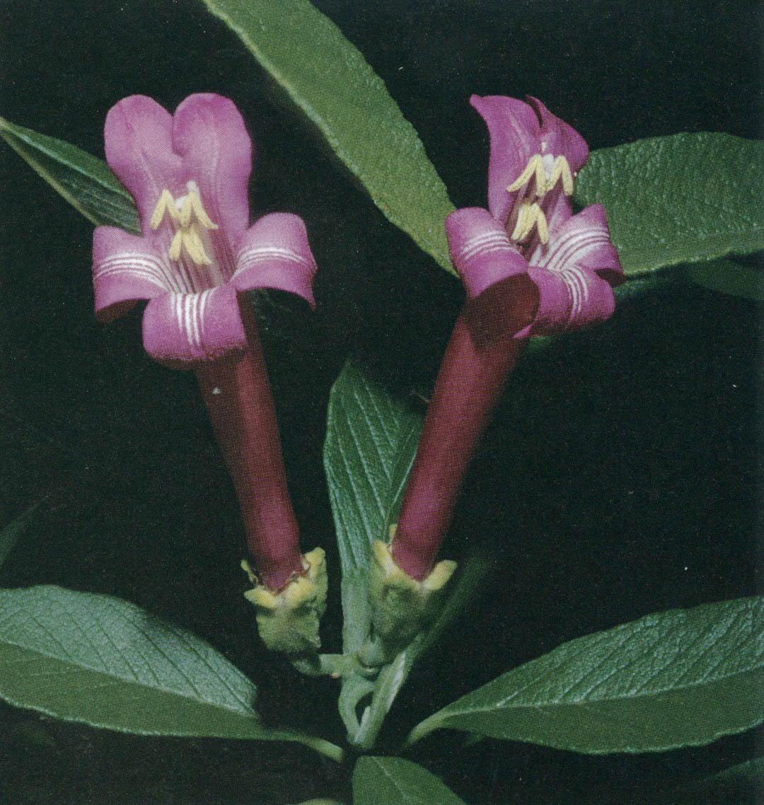 Lobb's trumpet tree