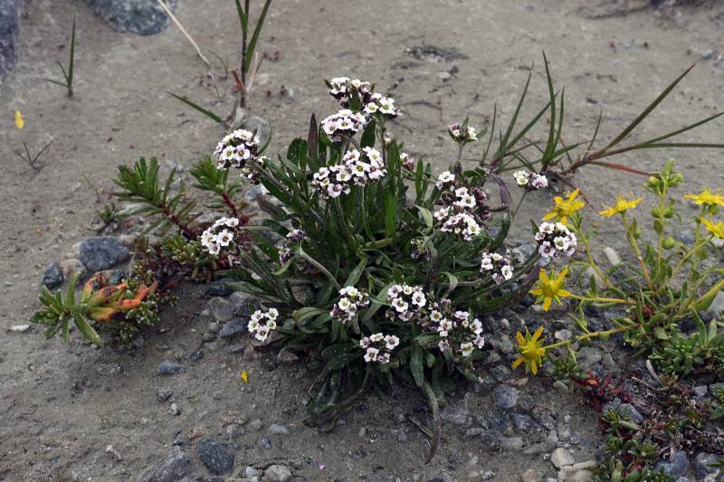 Plantsnap Identify Plants, Trees, Mushrooms With An App