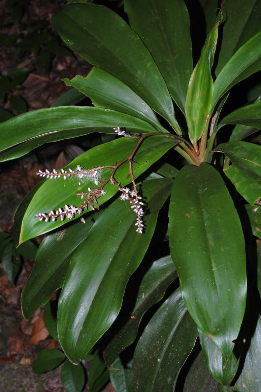 Murchison's palm