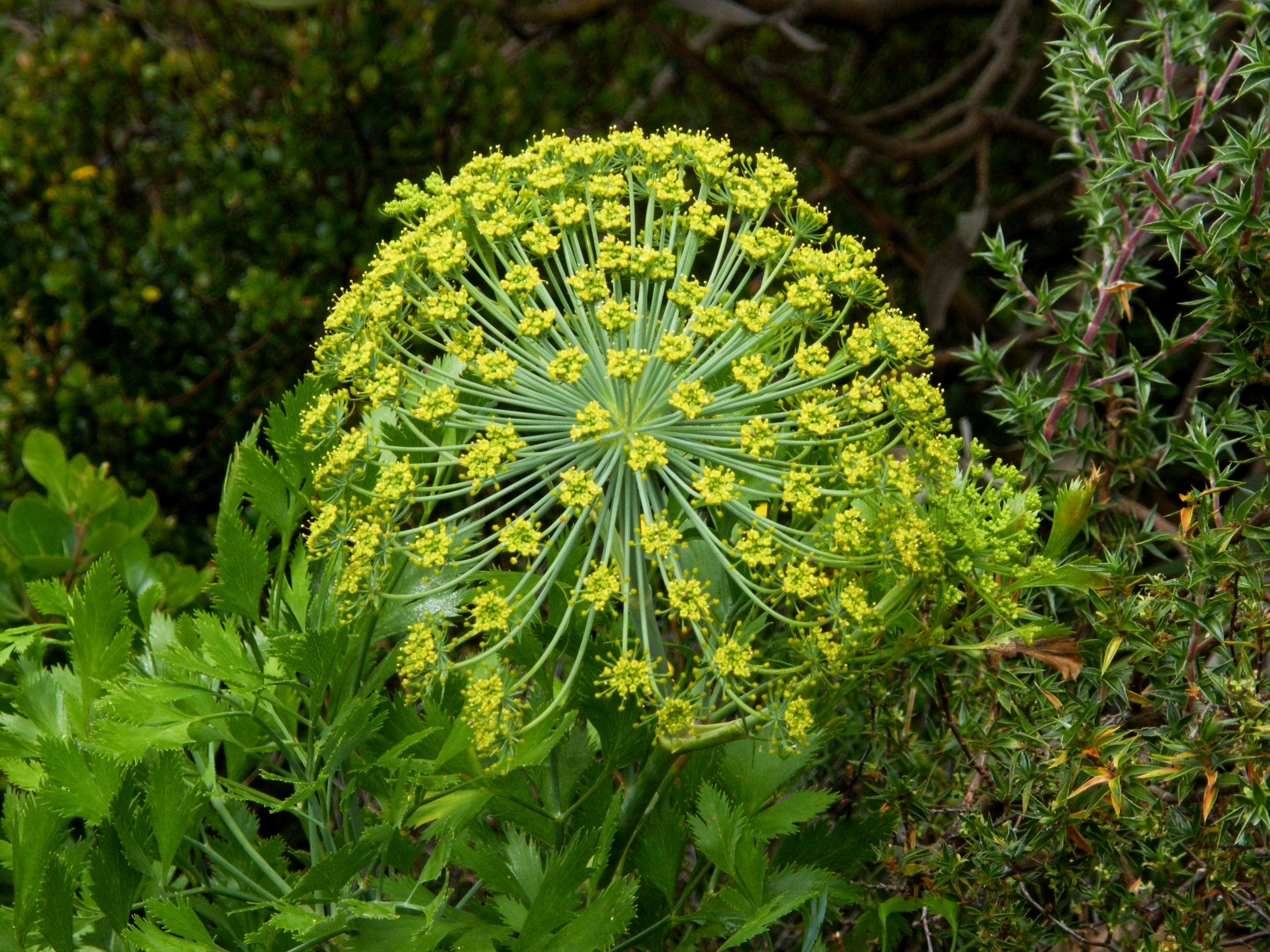 Carrot bush