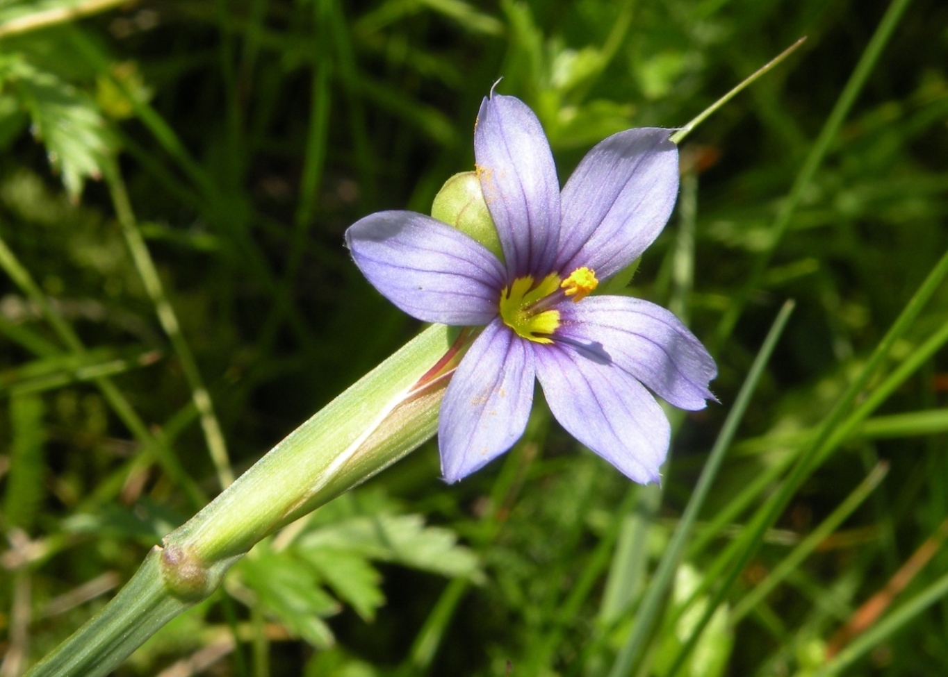 Northern blue-eyed grass