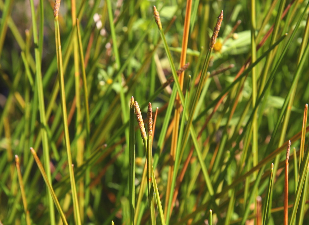 Square-stemmed spike rush