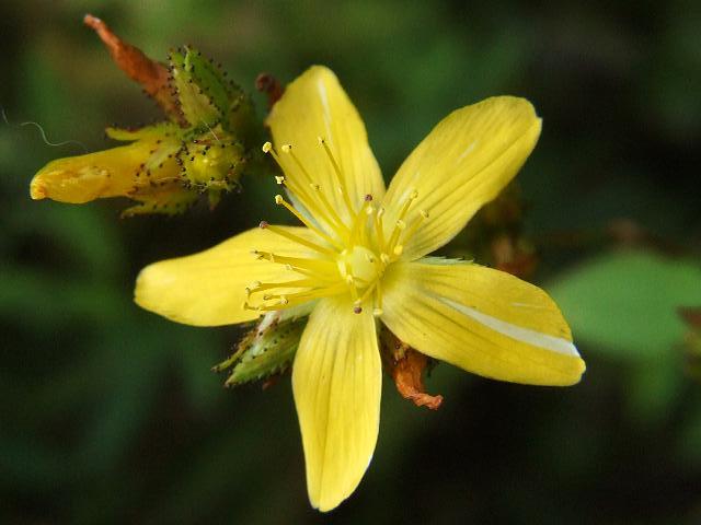 Mountain st. john's wort