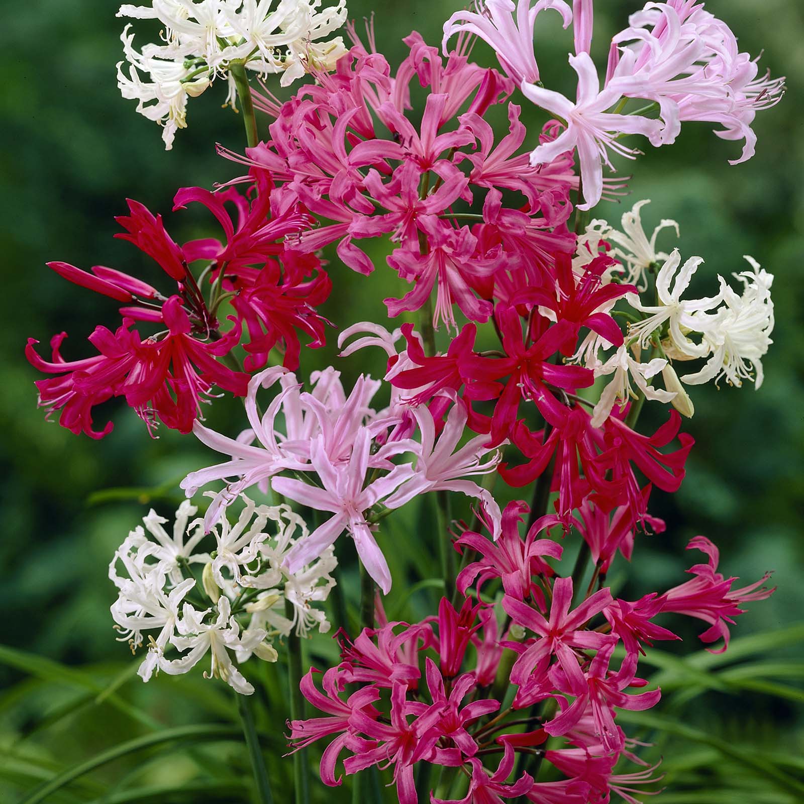 himalaya mix plant Senecio Himalaya