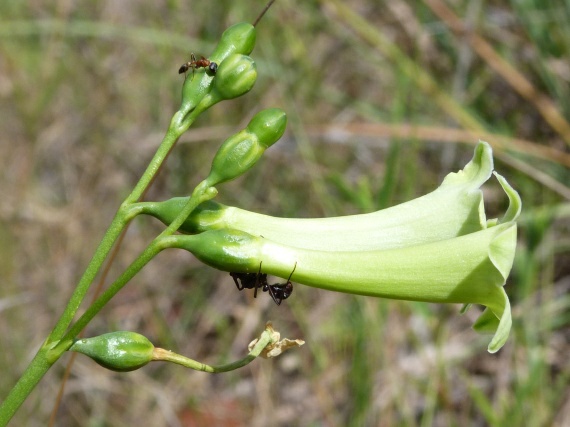 Narrow-leaved chelonanthus