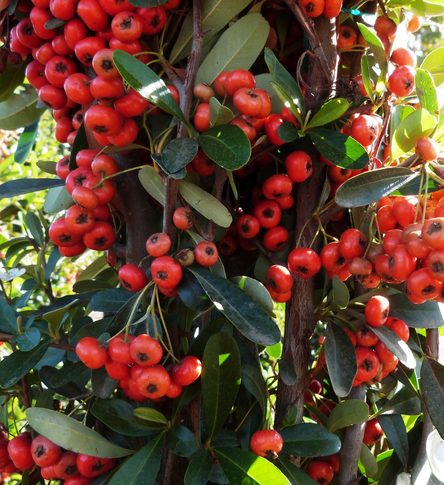 Chinese firethorn (Pyracantha fortuneana) - Image 1 of 10