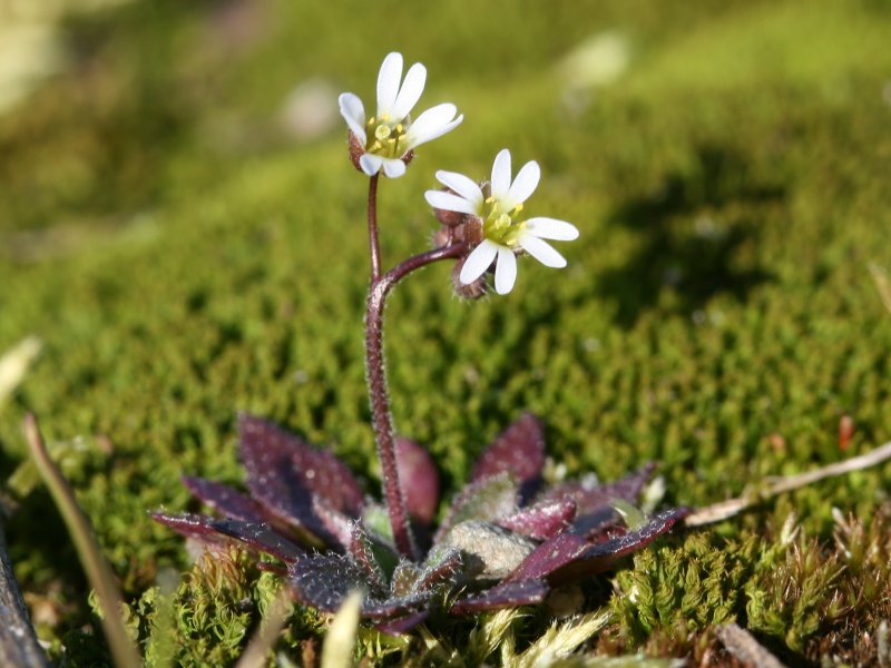 Club-shaped draba