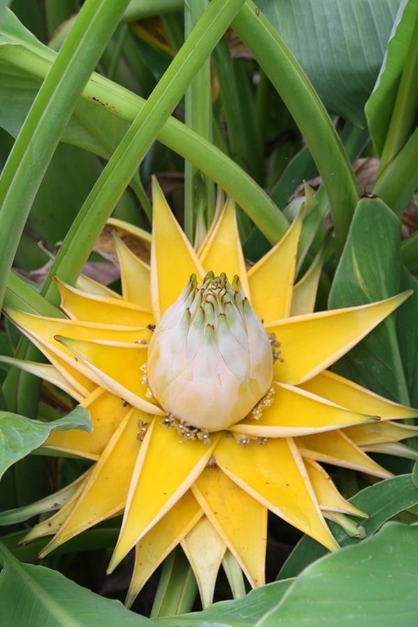 Chinese yellow banana