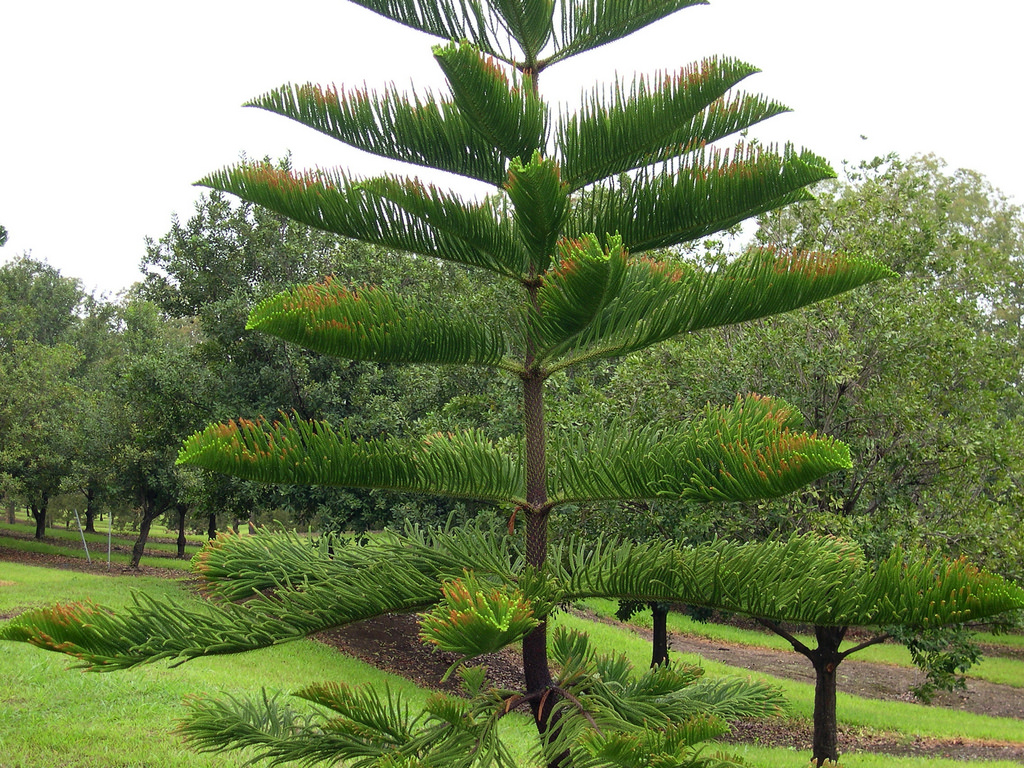 Norfolk island pine - Plantsnap - Identify Plants, Trees, Mushrooms With An  App