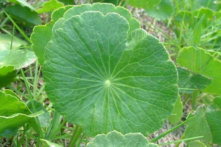 Largeleaf pennywort