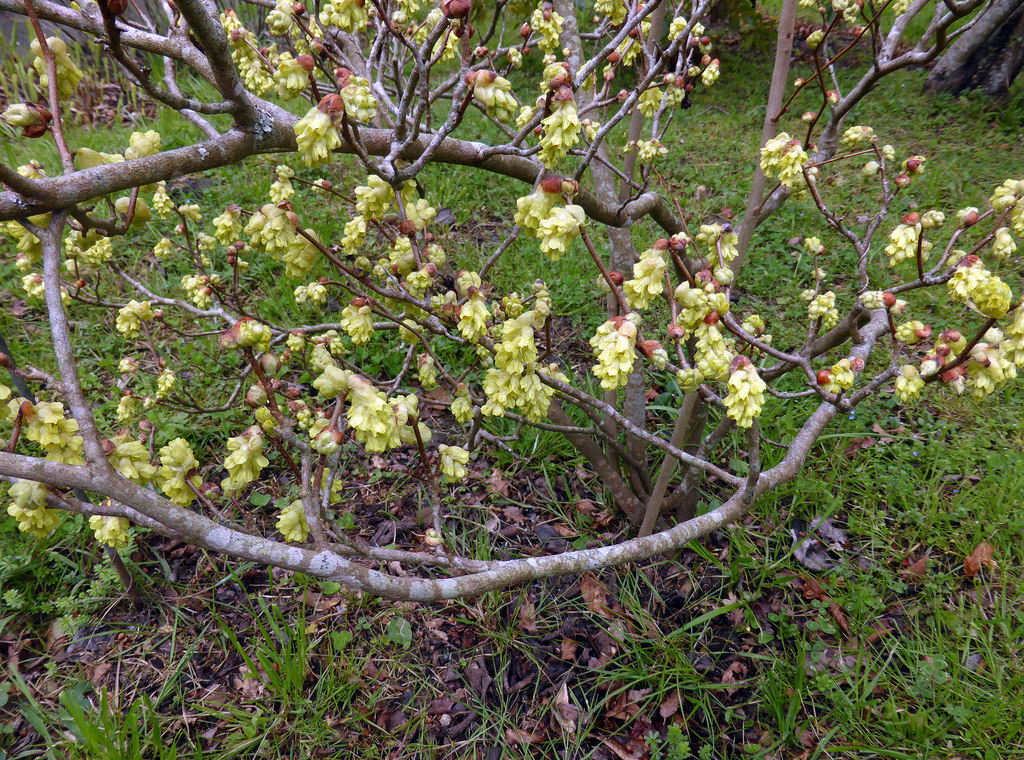 Fragrant winter hazel