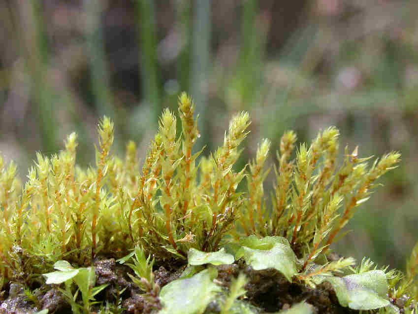 Bent-leaved thread-moss