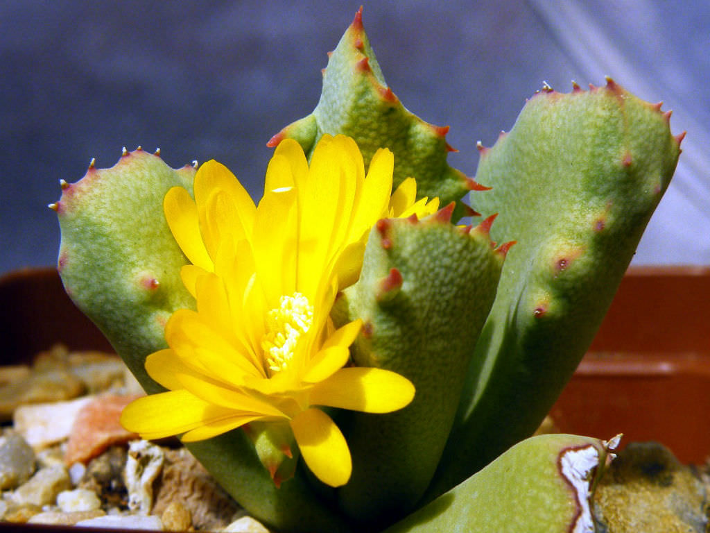 Toad plant