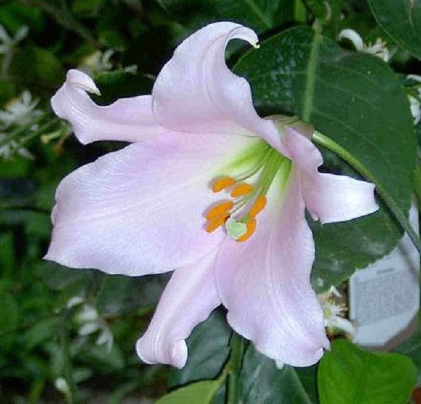 Japanese lily