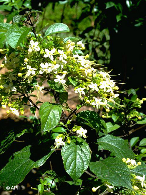 Hairy clerodendrum