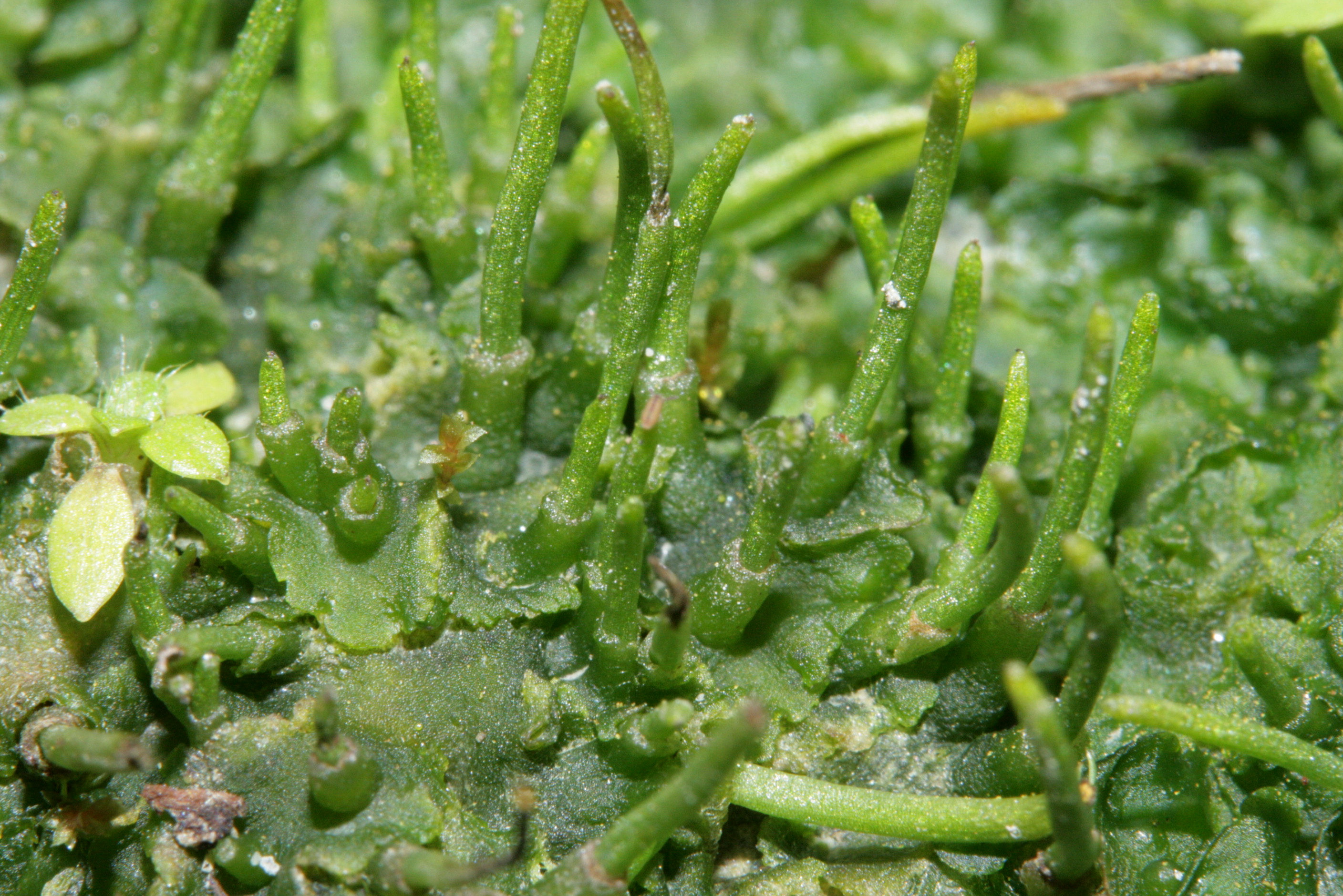 Carolina hornwort