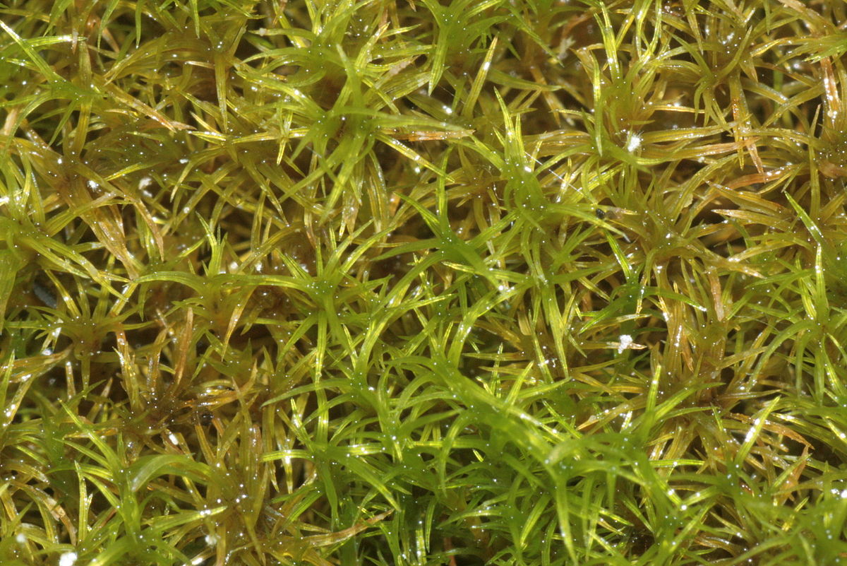 How to care for Amphidium moss - Complete Plant Care Guide | PlantSnap ...