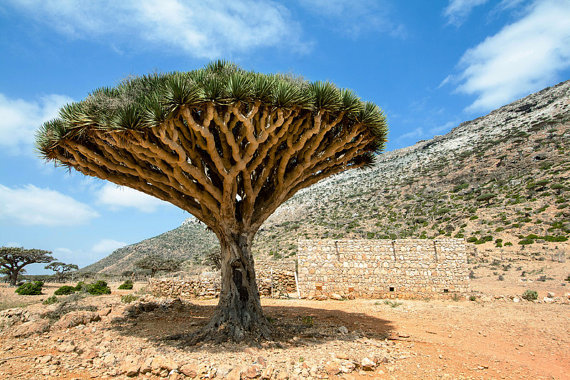 Dragon's blood - Plantsnap - Identify Plants, Trees, Mushrooms With An App