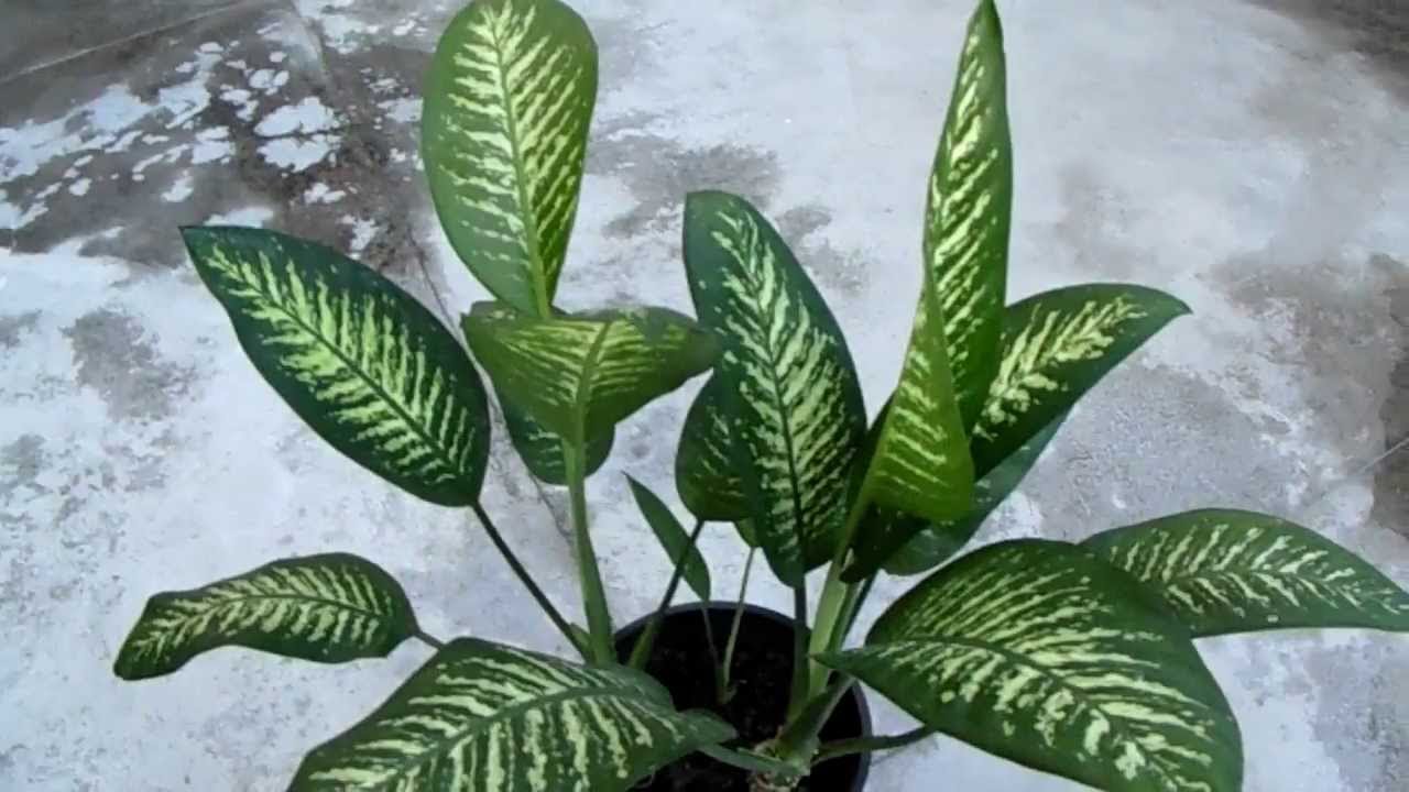 How to care for Dumb cane - Complete Plant Care Guide | PlantSnap -  Plantsnap - Identify Plants, Trees, Mushrooms With An App