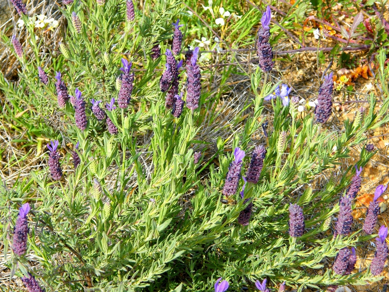 French lavender