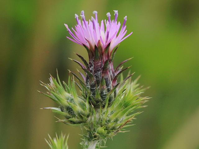 Italian thistle