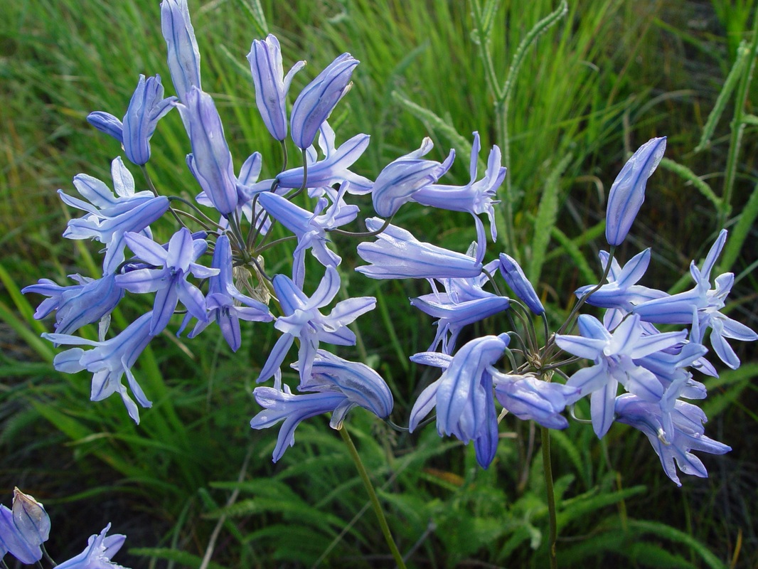Largeflower triteleia (Triteleia grandiflora) - Image 1 of 10