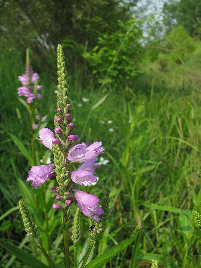 Lesser obedient plant