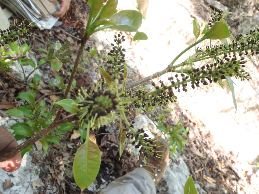 Himalayan hymenodictyon (Hymenodictyon louhavate) - Plant photograph