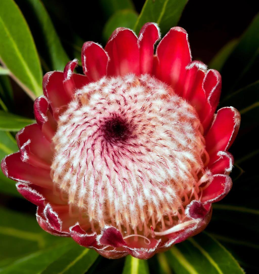 How to care for Queen protea - Complete Plant Care Guide | PlantSnap -  Plantsnap - Identify Plants, Trees, Mushrooms With An App