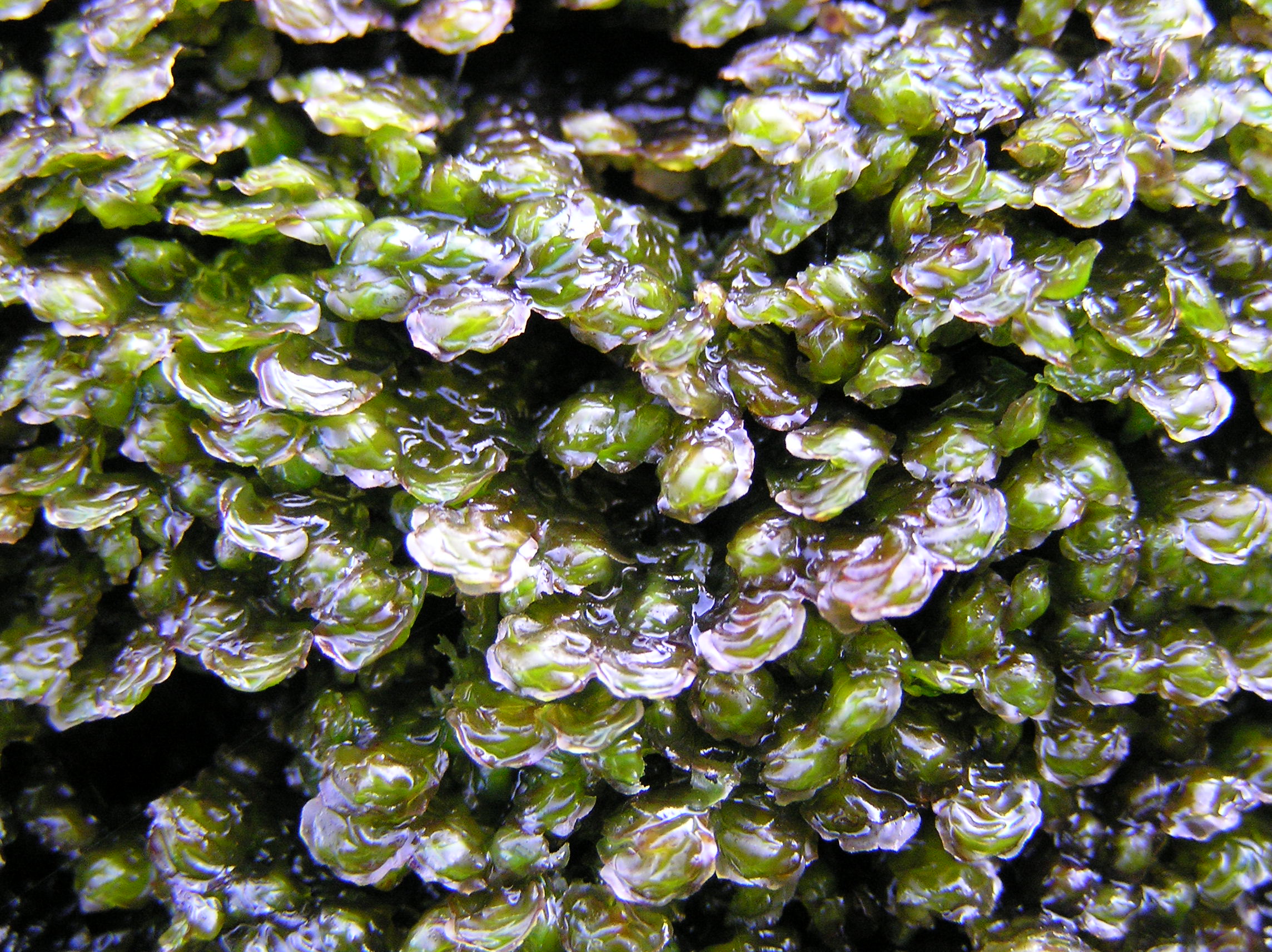 Water earwort