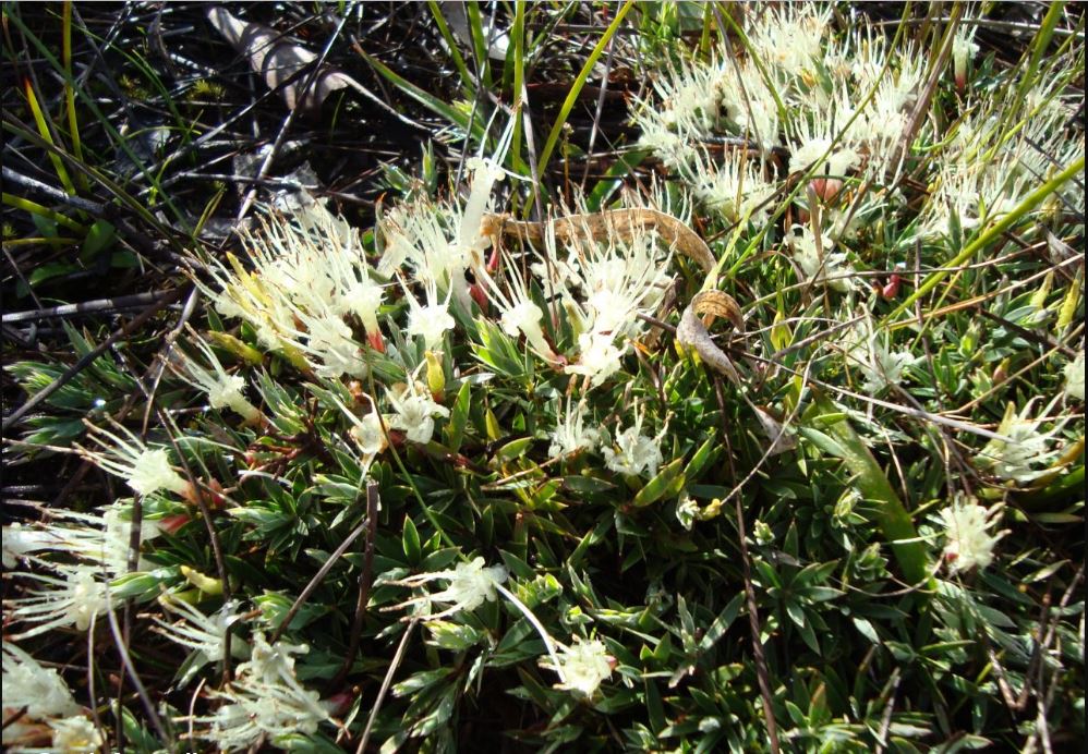 Sixteen-nerve styphelia