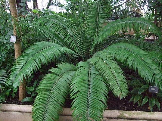 Eastern cape cycad